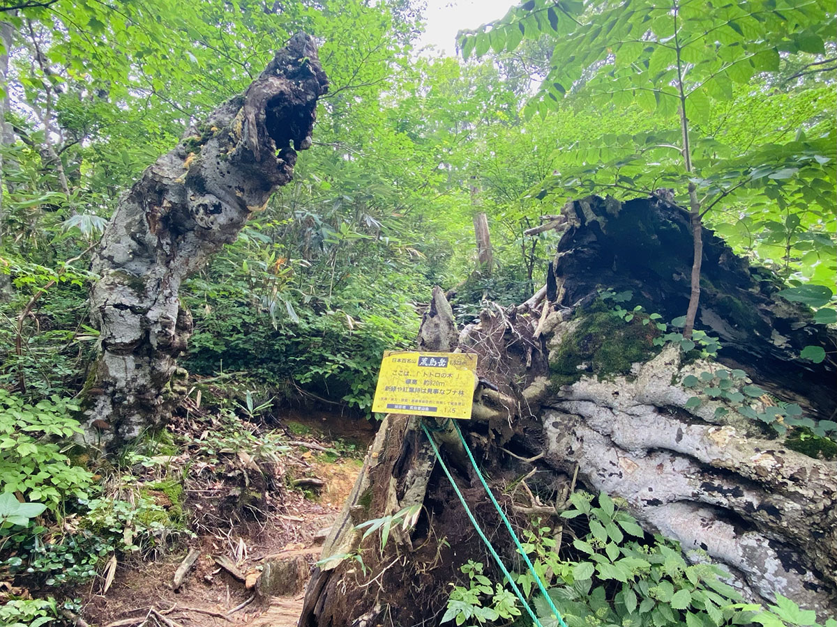 荒島岳（百名山）