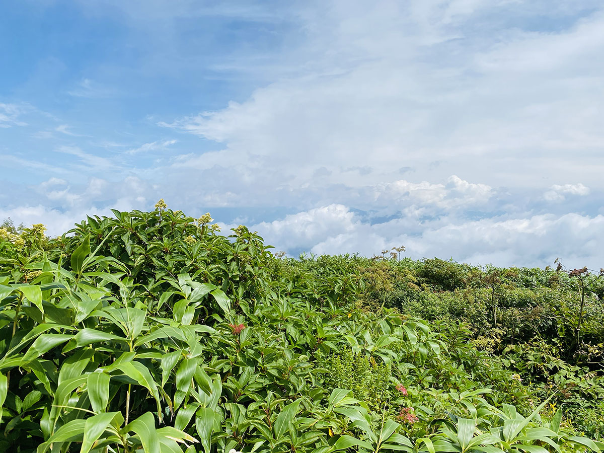 荒島岳登山（百名山）