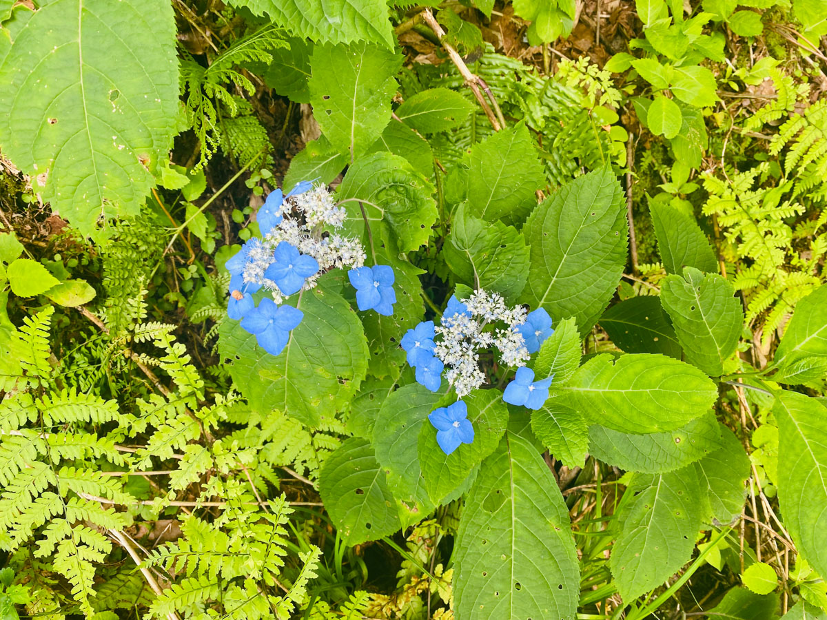 百名山・妙高山（新潟）の日帰り登山日記