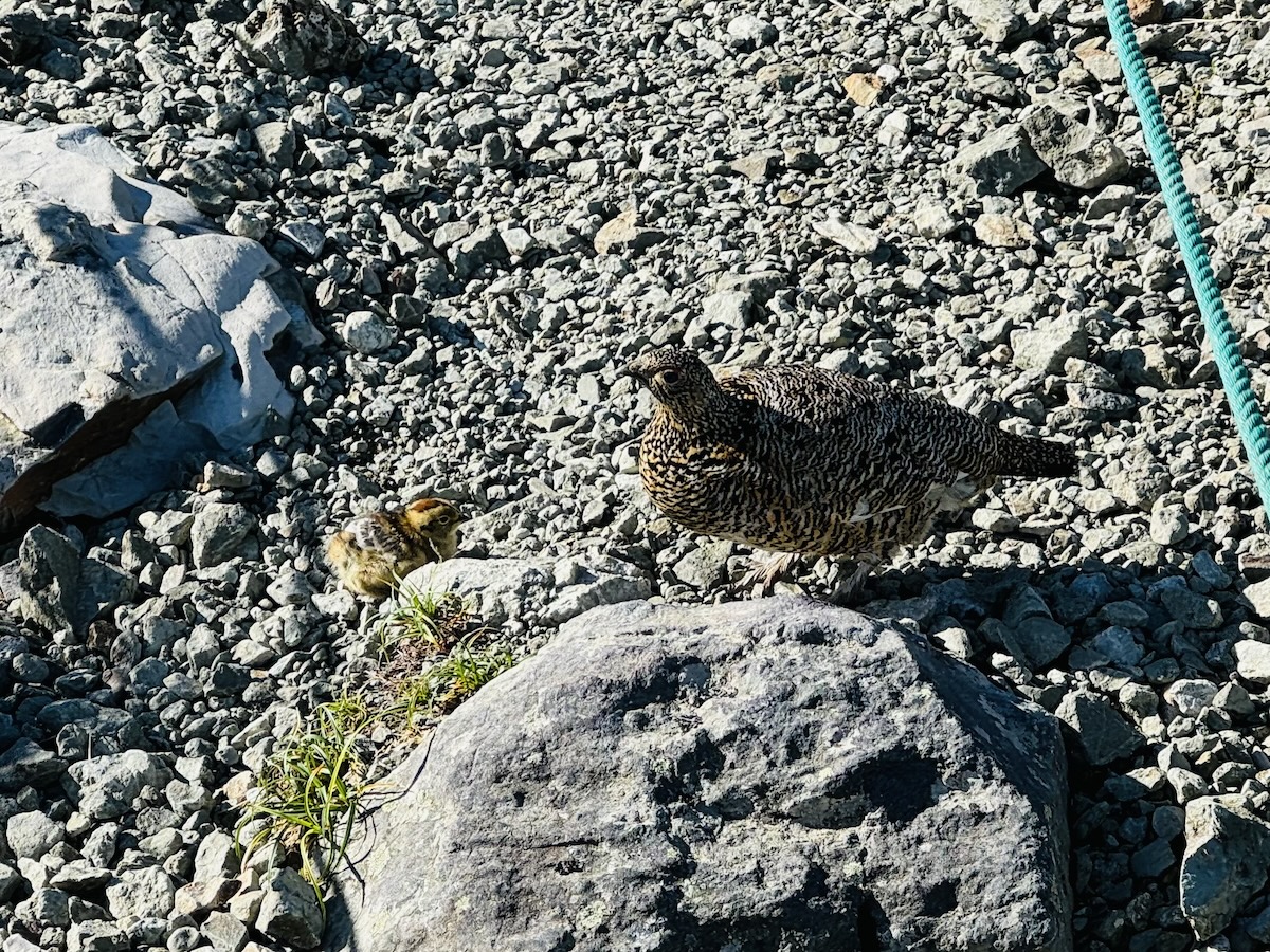 白馬岳、杓子岳、白馬鑓ヶ岳（蓮華温泉から日帰り登山）