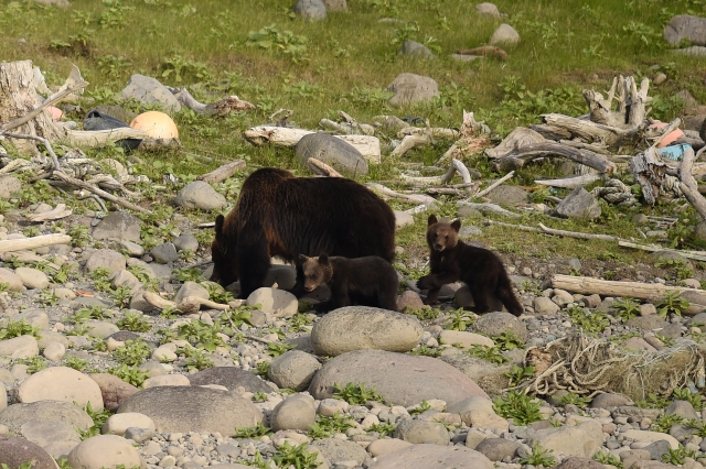 登山中のクマ対策と遭遇時の対処法