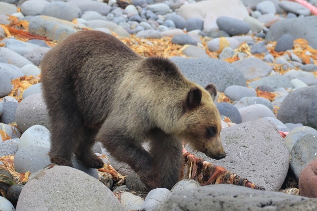 登山中のクマ対策と遭遇時の対処法