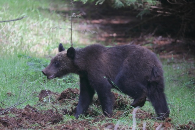 登山中のクマ対策と遭遇時の対処法