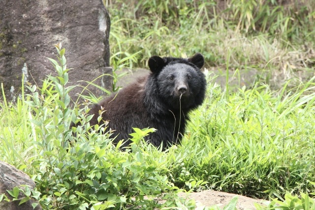 登山中のクマ対策と遭遇時の対処法