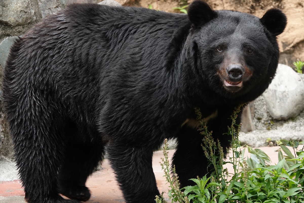 登山中のクマ対策と遭遇時の対処法