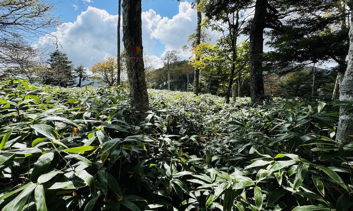 百名山・皇海山クラシックルート日帰り登山日記