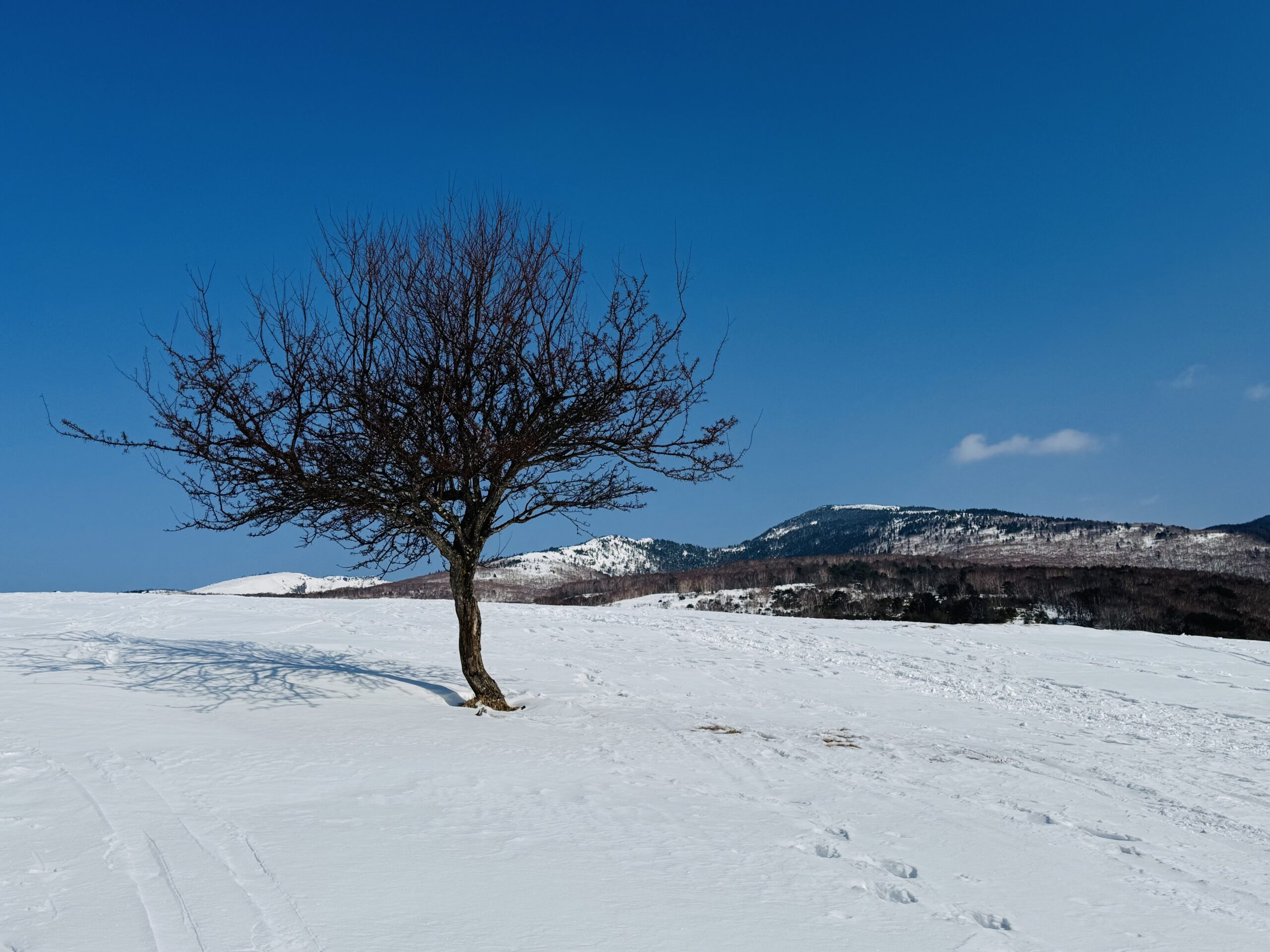 百名山・四阿山日帰り登山 2025.1.23