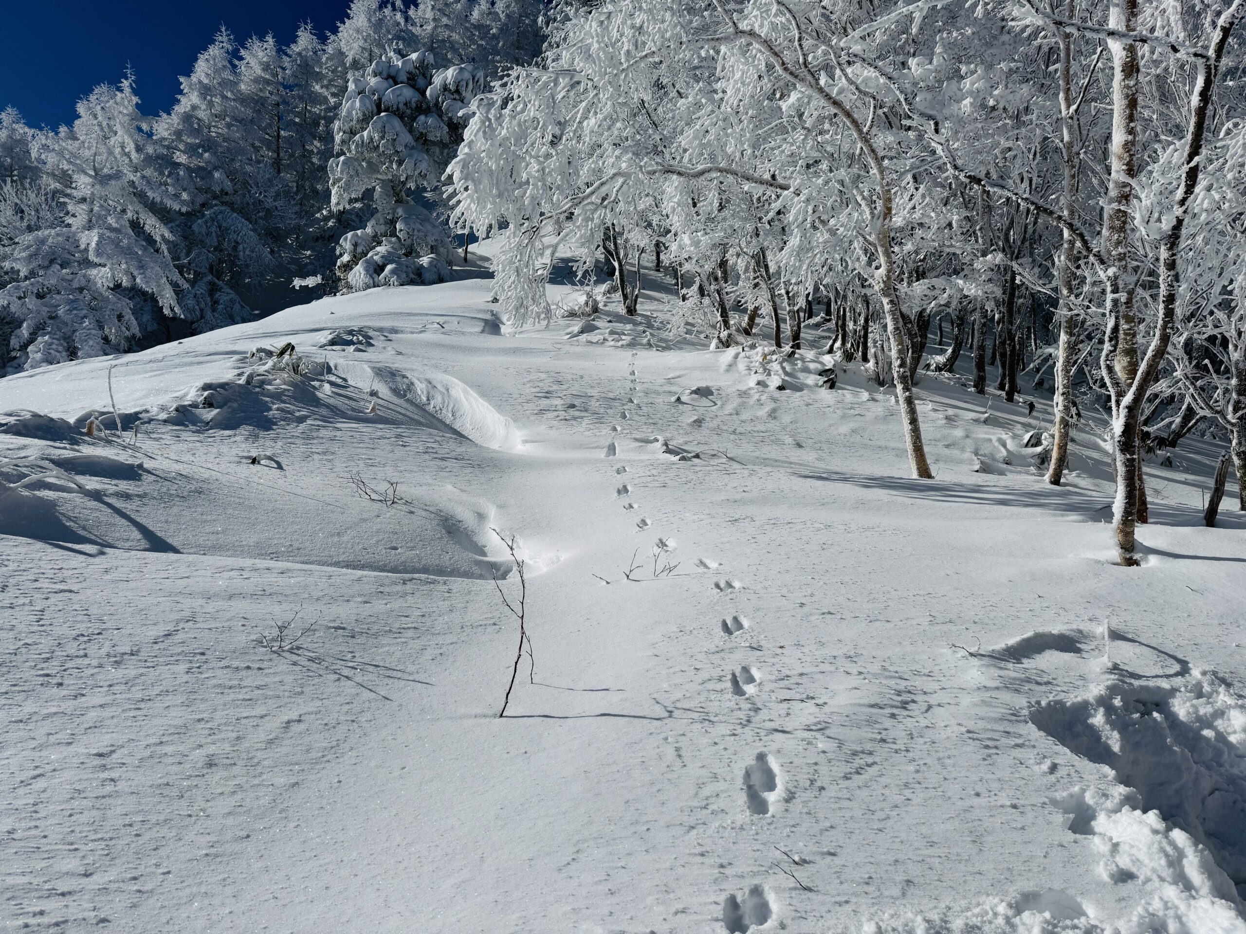 【百名山・恵那山】快晴×雪山！広河原ルートからワカンで日帰り登山 2025.1.11