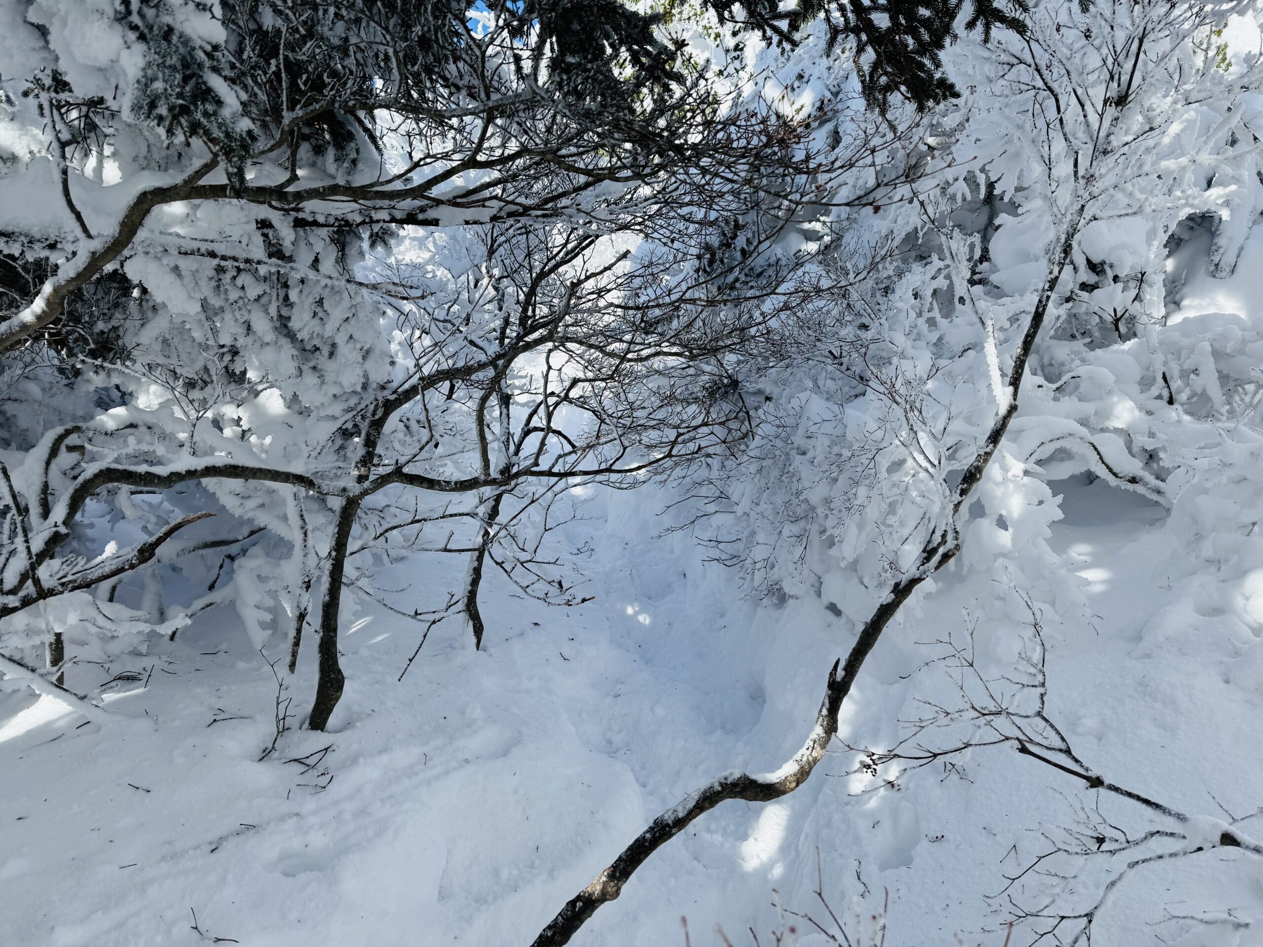 【百名山・恵那山】快晴×雪山！広河原ルートからワカンで日帰り登山 2025.1.11