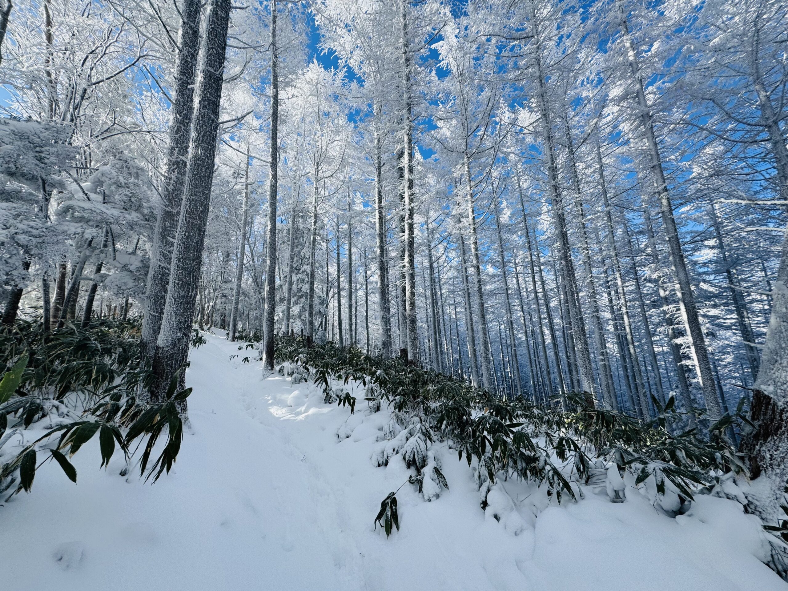 【百名山・恵那山】快晴×雪山！広河原ルートからワカンで日帰り登山 2025.1.11